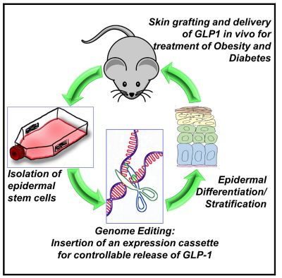 糖尿病最新研究進(jìn)展 工程與技術(shù)驅(qū)動(dòng)的革命性突破